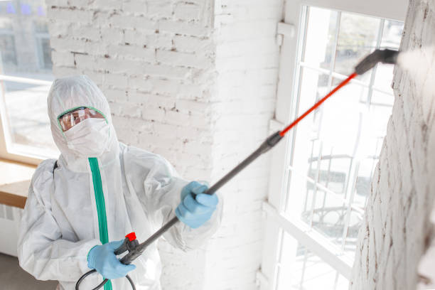 Best Attic Mold Removal  in Maywood Park, OR